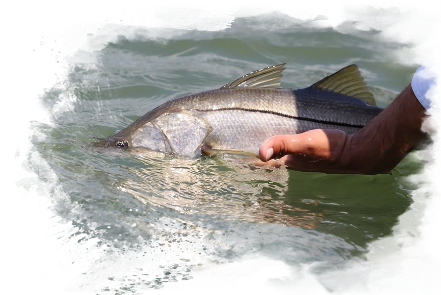 A person holding a fish in the water.