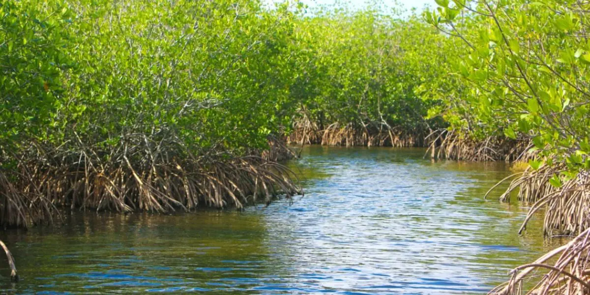 A river with trees growing on it's side.